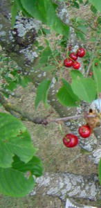 photo de clafoutis aux cerises