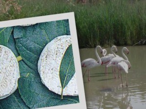 Photo de tomme de Camargue